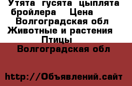 Утята, гусята, цыплята бройлера. › Цена ­ 70 - Волгоградская обл. Животные и растения » Птицы   . Волгоградская обл.